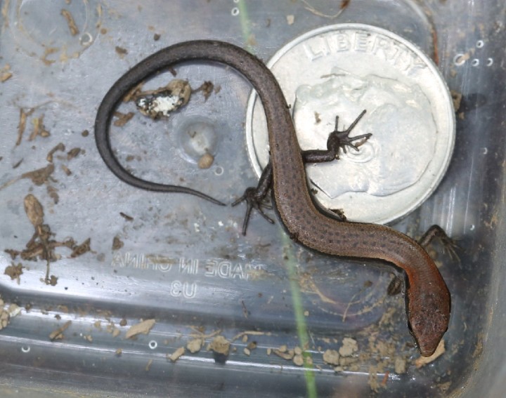 Ground Skink